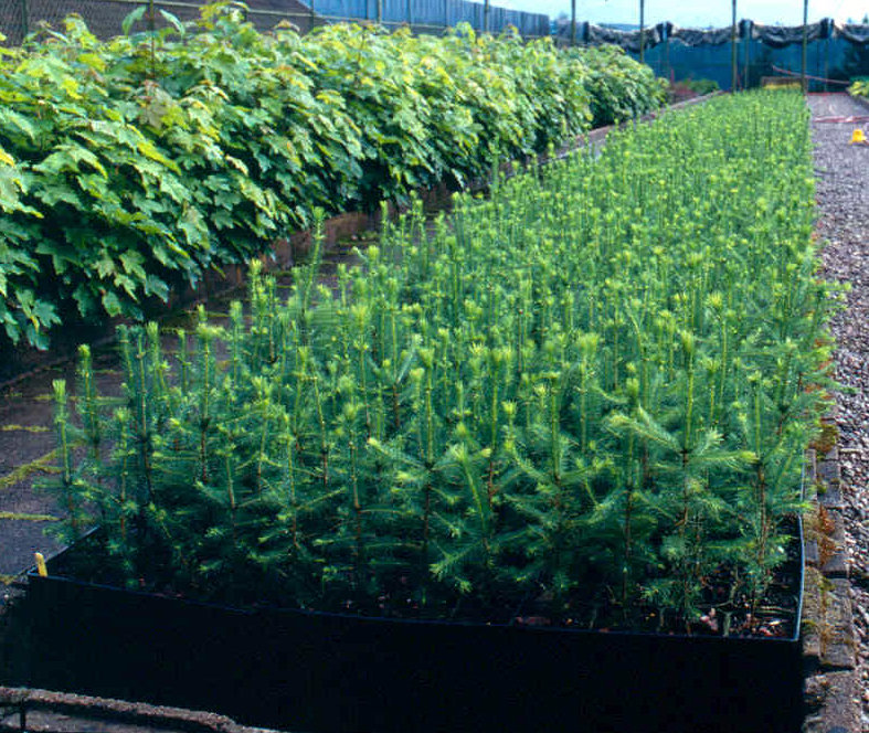 plantspepini&egrave;resourceUFEFVFE.jpg